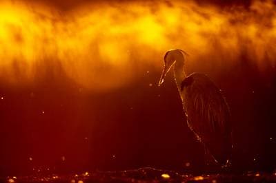 Hungary Spring — 1