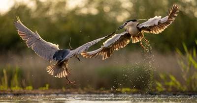 Hungary Spring — 2