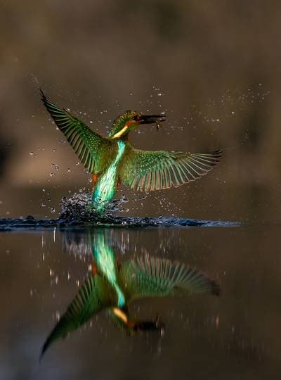 Hungary winter — 3