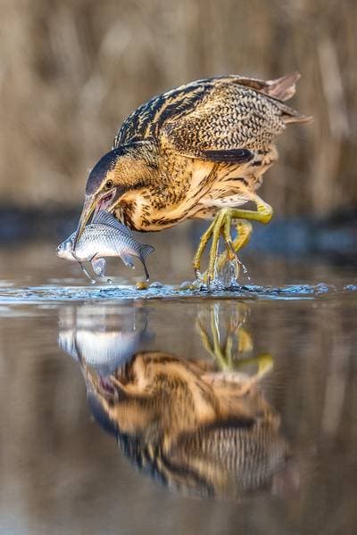 Hungary winter — 1