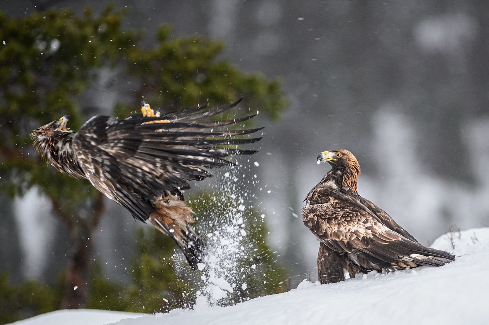 Winter in the Eagle Kingdom
