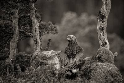 Winter in the Eagle Kingdom — 7