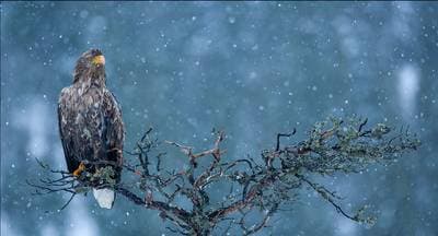 Winter in the Eagle Kingdom — 9