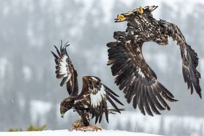 Winter in the Eagle Kingdom — 11