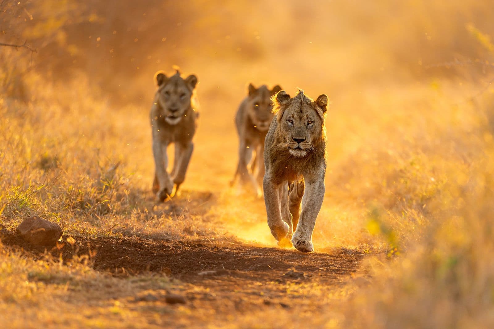 Zimanga — South Africa's Best Photo Hides and Safari Experience