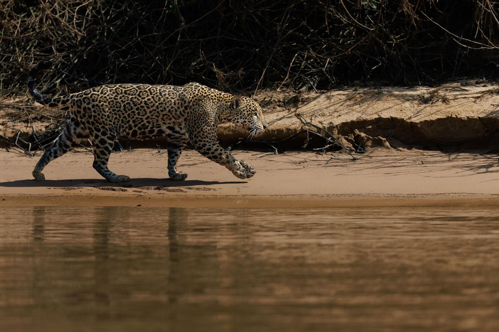 Sony FE 100–400mm F4.5 GM OSS – ¿el zoom perfecto para fotografía de fauna salvaje?