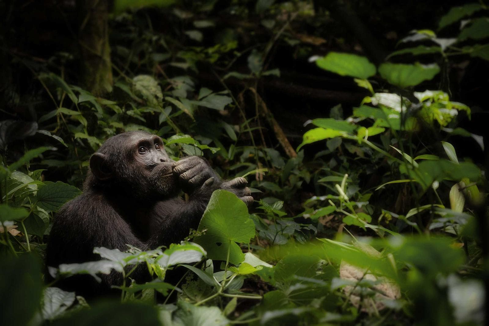Uganda - Primates
