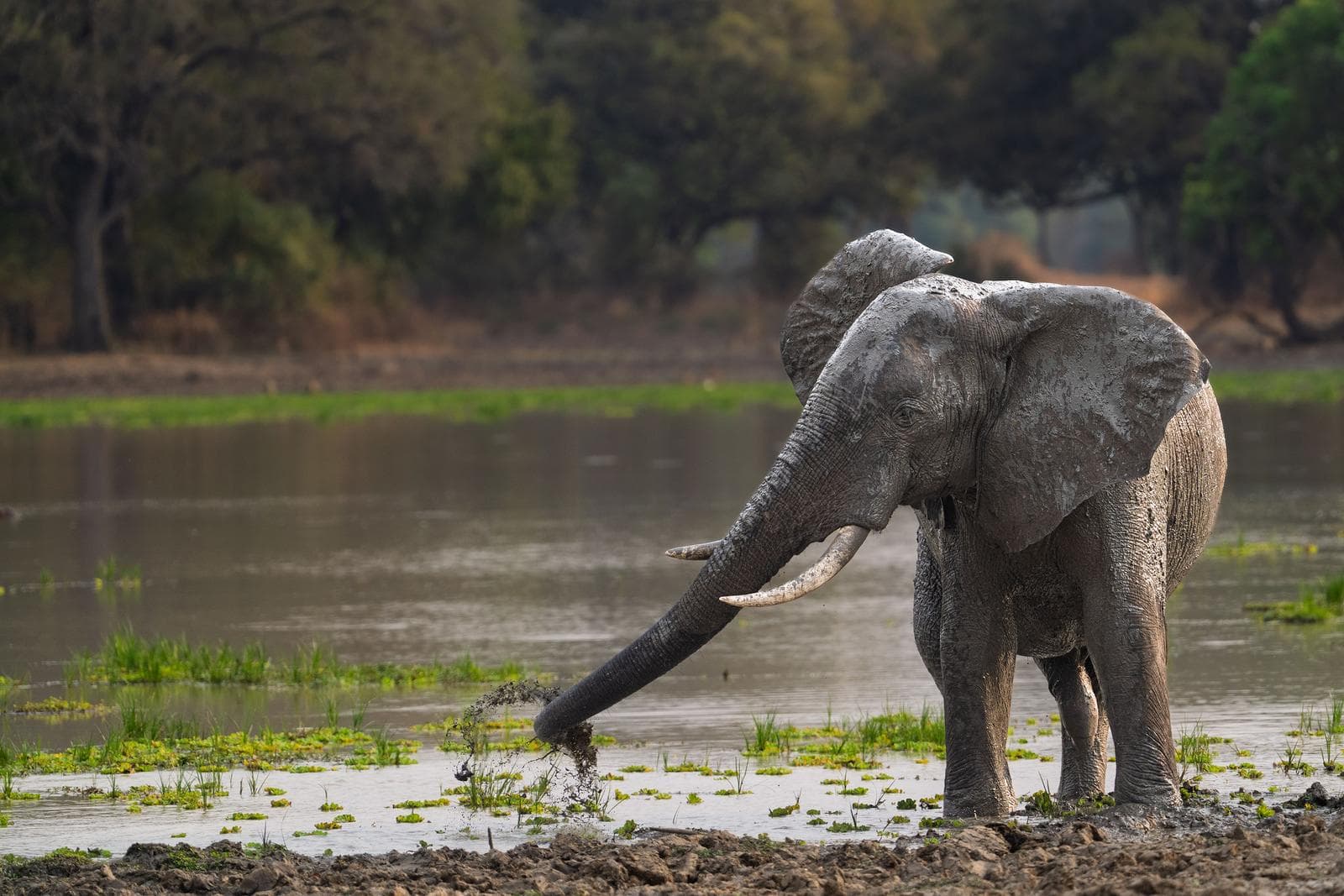 South Luangwa — 42