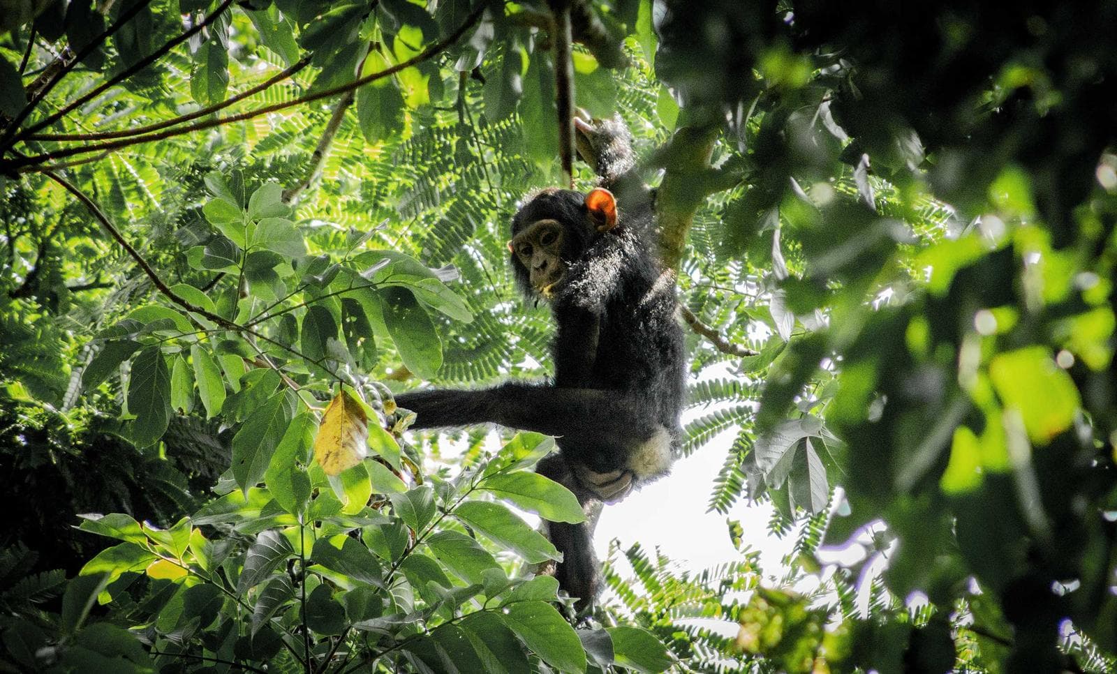 Uganda - Primates