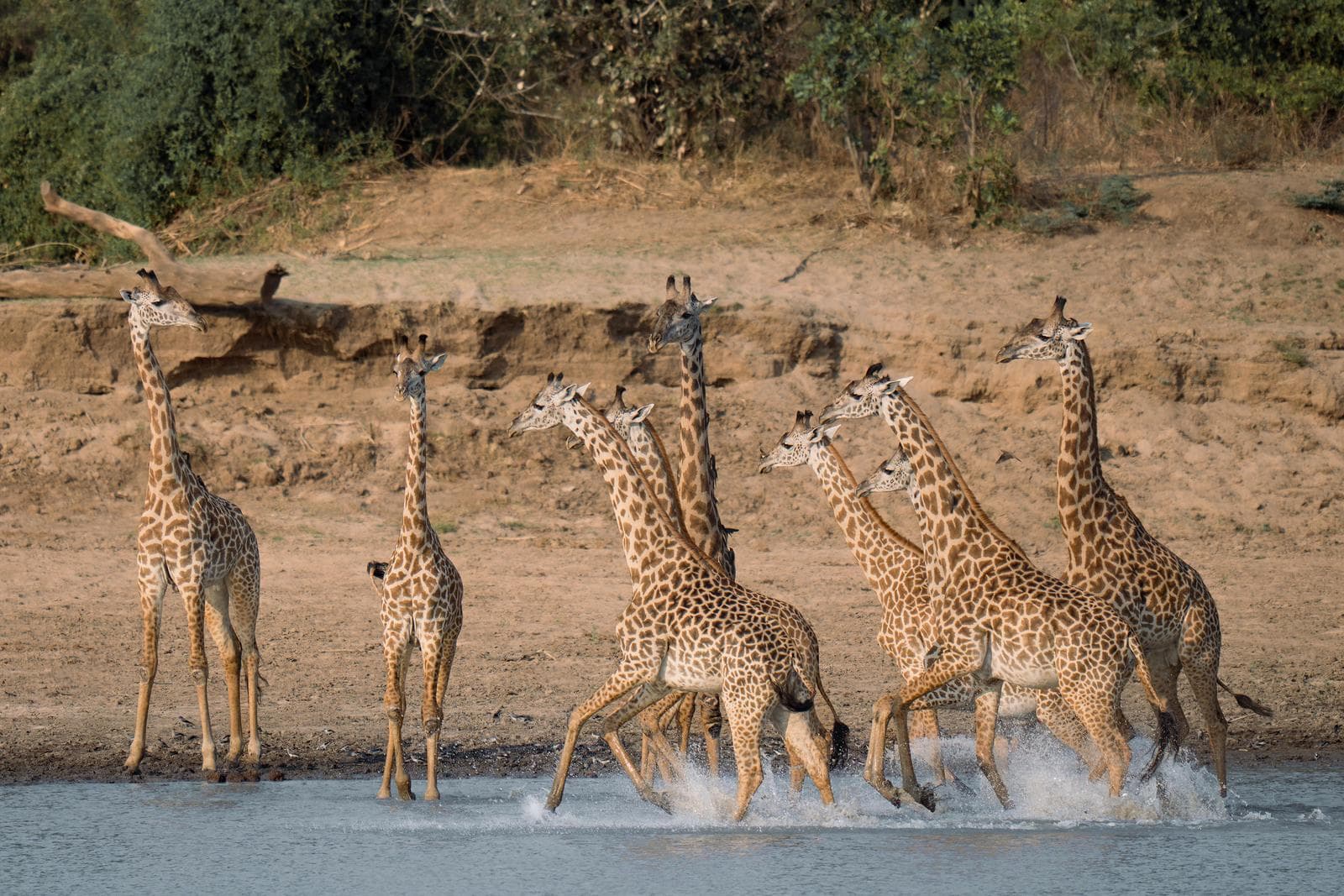 South Luangwa — 52