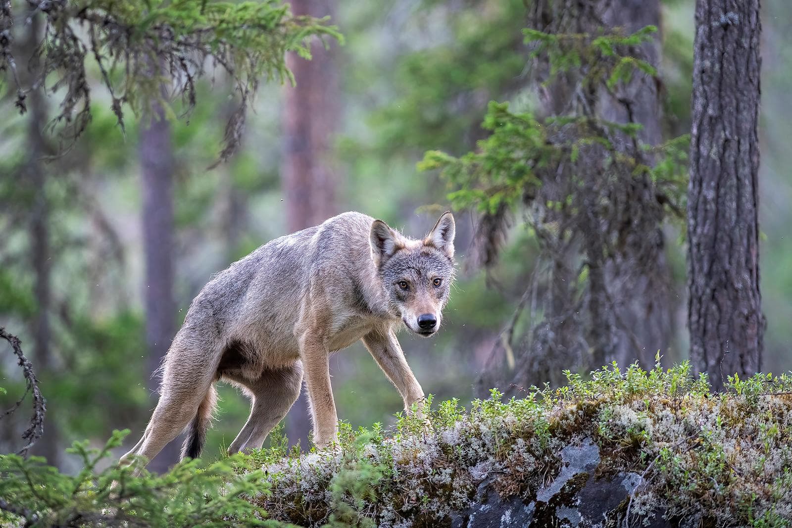 Bears and wolves in classic Finnish lands — 15