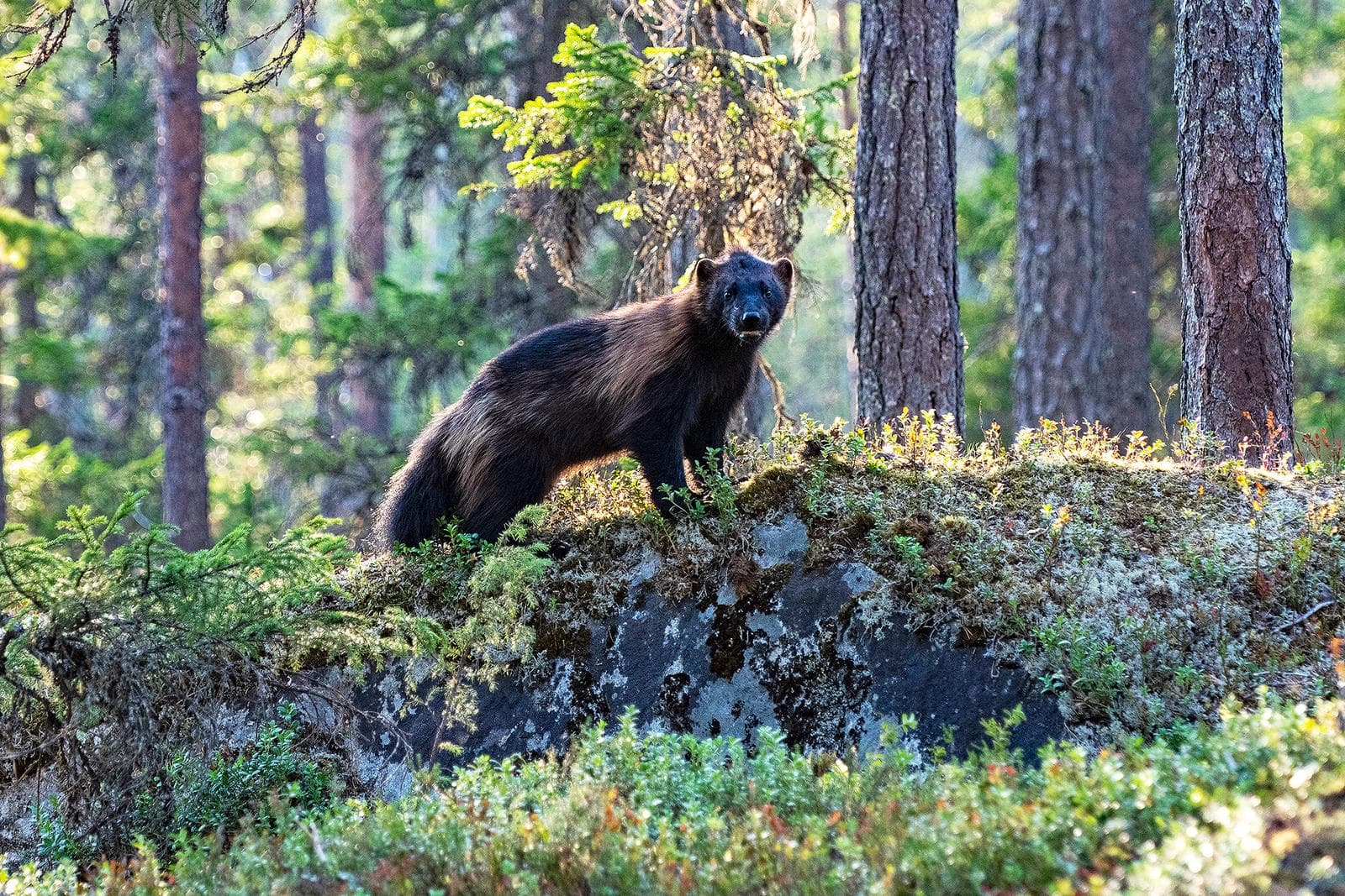 Bears and wolves in classic Finnish lands — 19