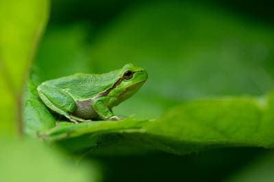Amphibians and Reptiles Bulgaria — 1