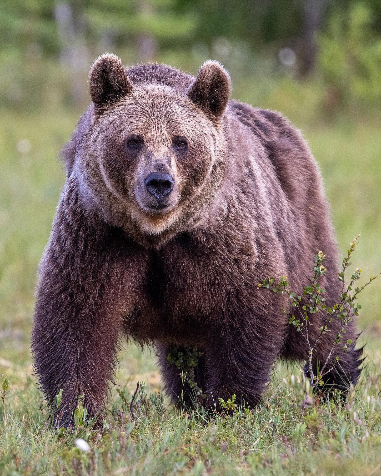 Bears and wolves in classic Finnish lands — 1