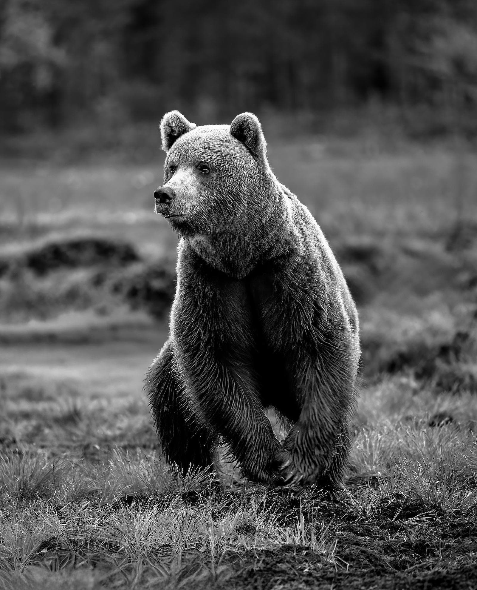 Bears and wolves in classic Finnish lands — 2