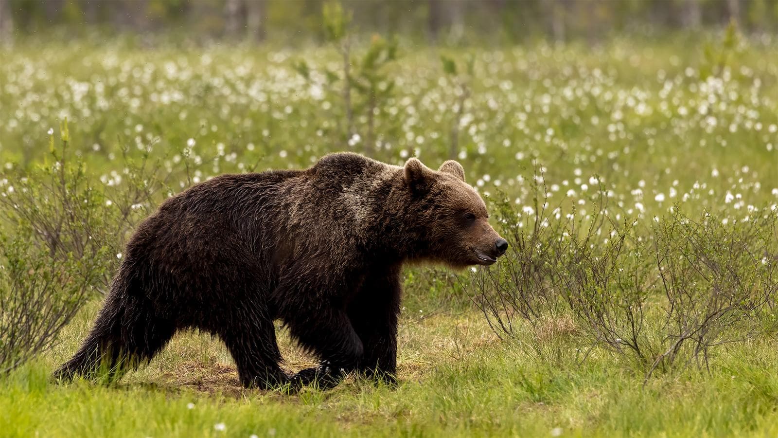 Osos y lobos en las clásicas tierras finlandesas
