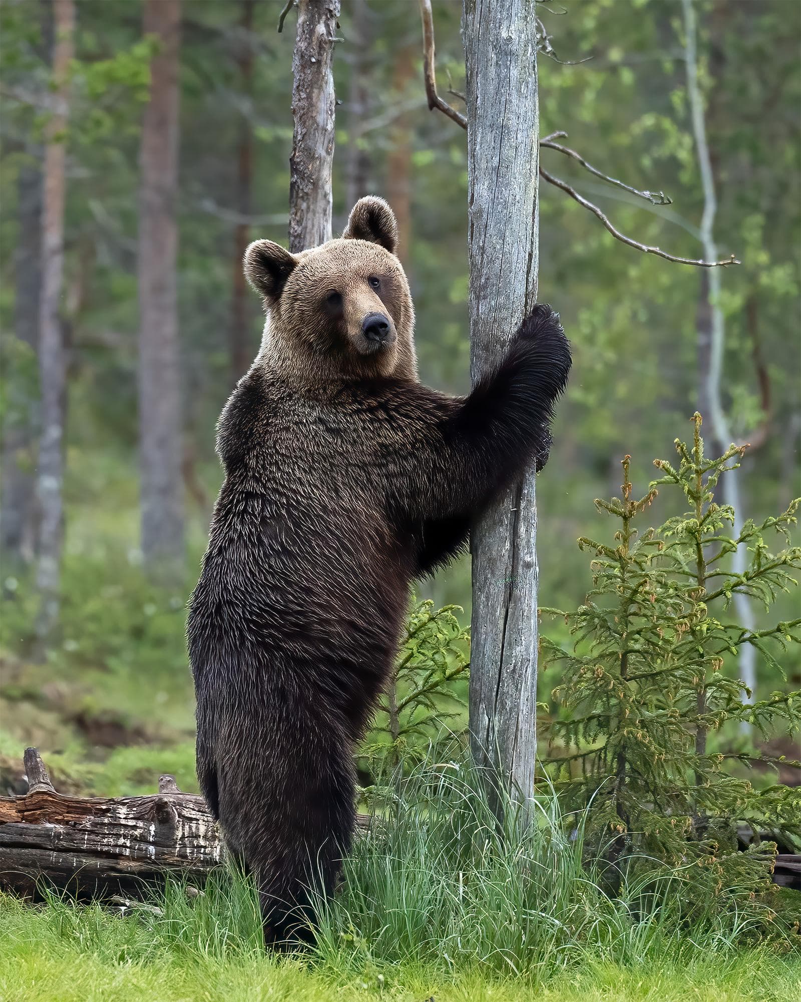 Bears and wolves in classic Finnish lands — 4