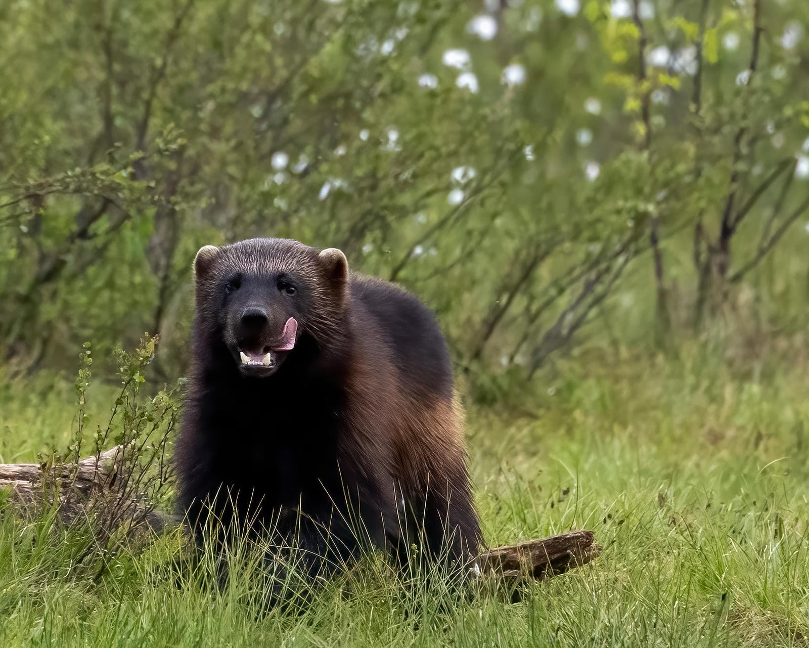 Bears and wolves in classic Finnish lands — 5
