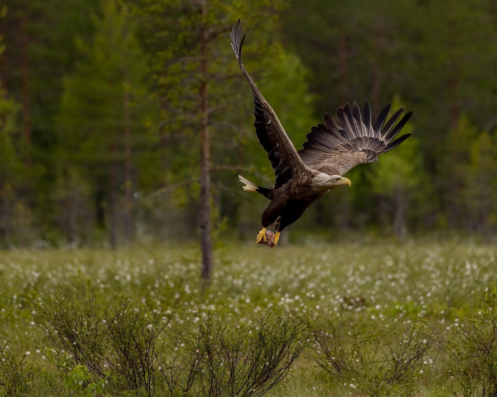 Bears and wolves in classic Finnish lands — 6