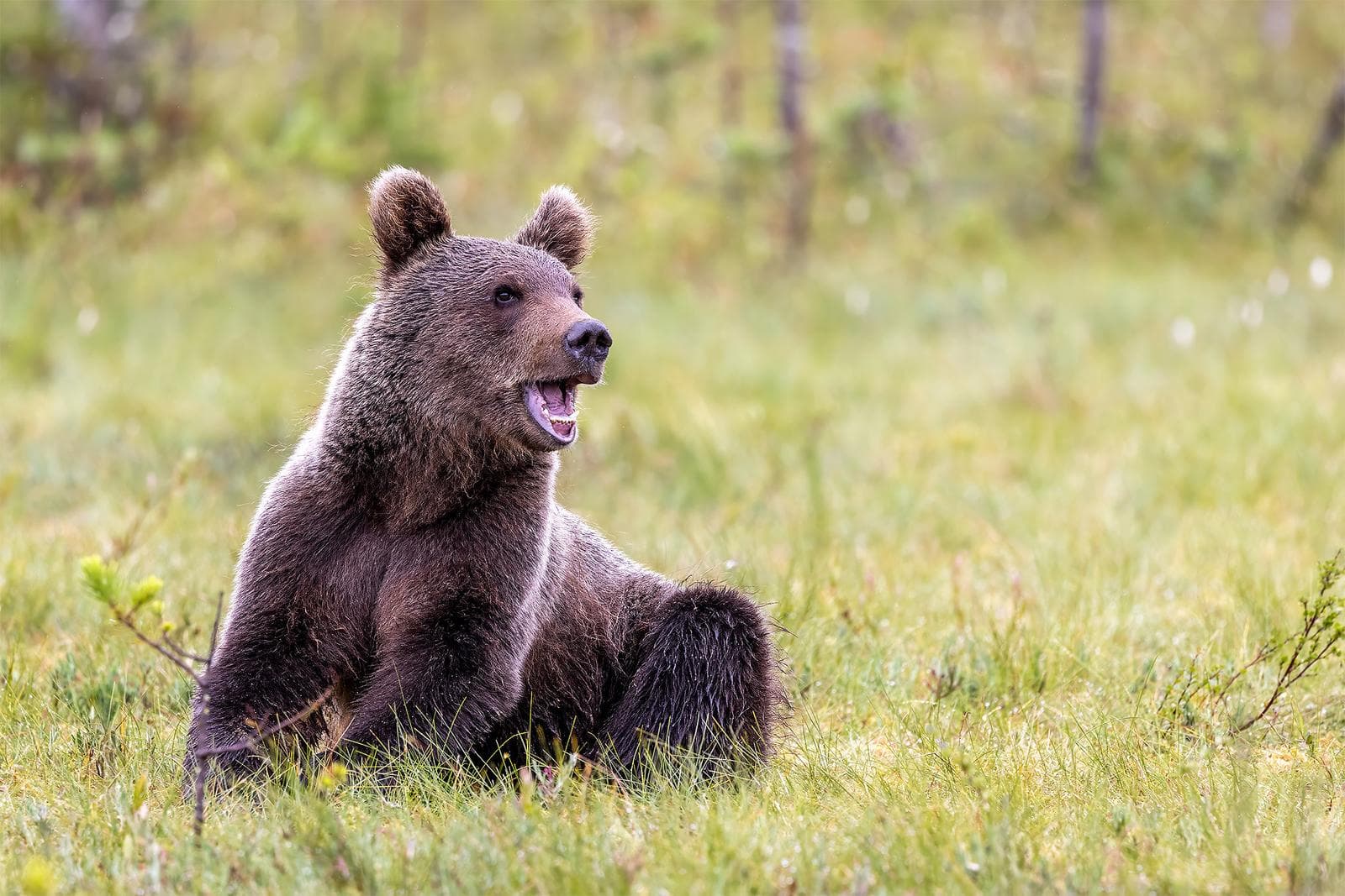 Bears and wolves in classic Finnish lands — 7