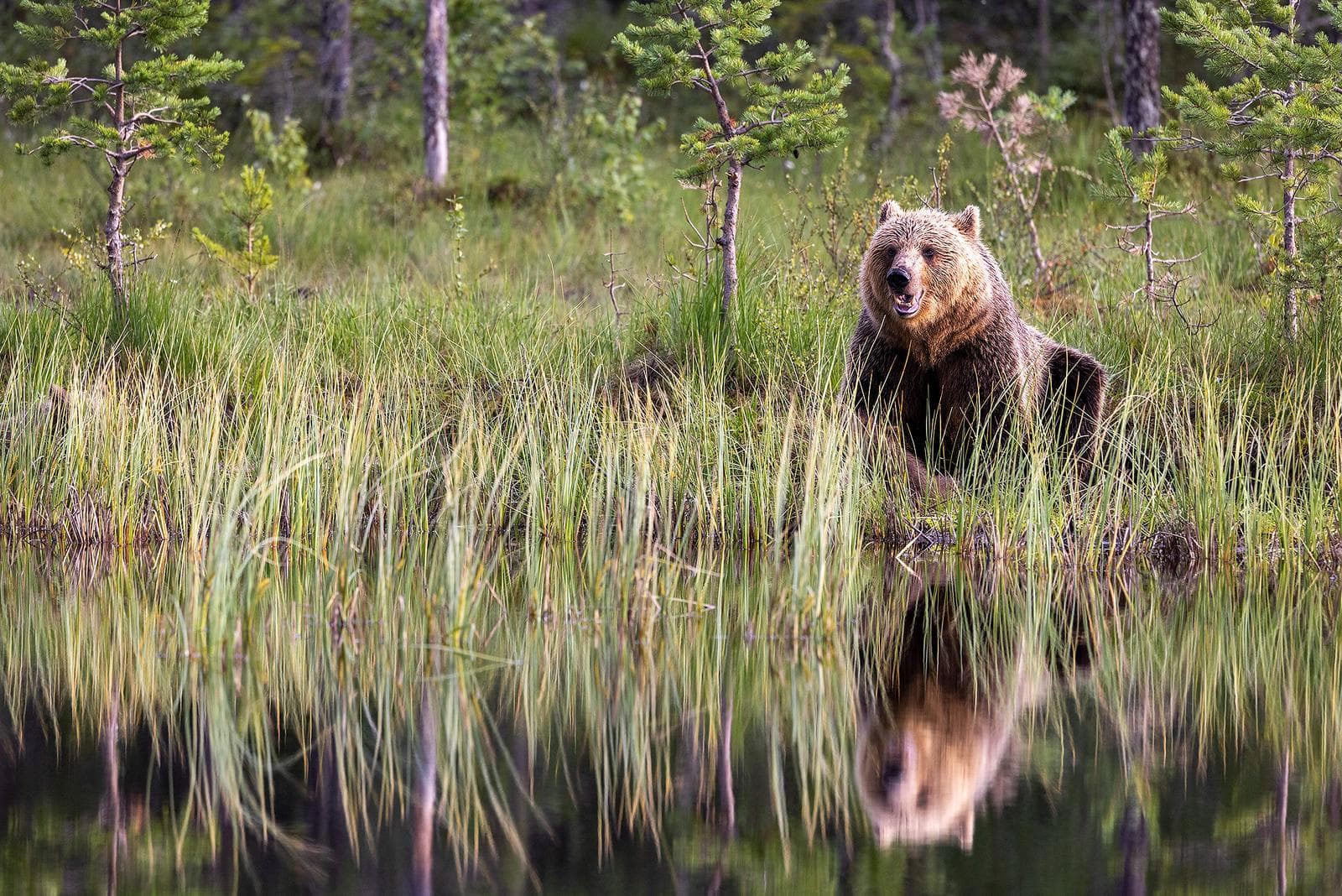 Bears and wolves in classic Finnish lands — 8