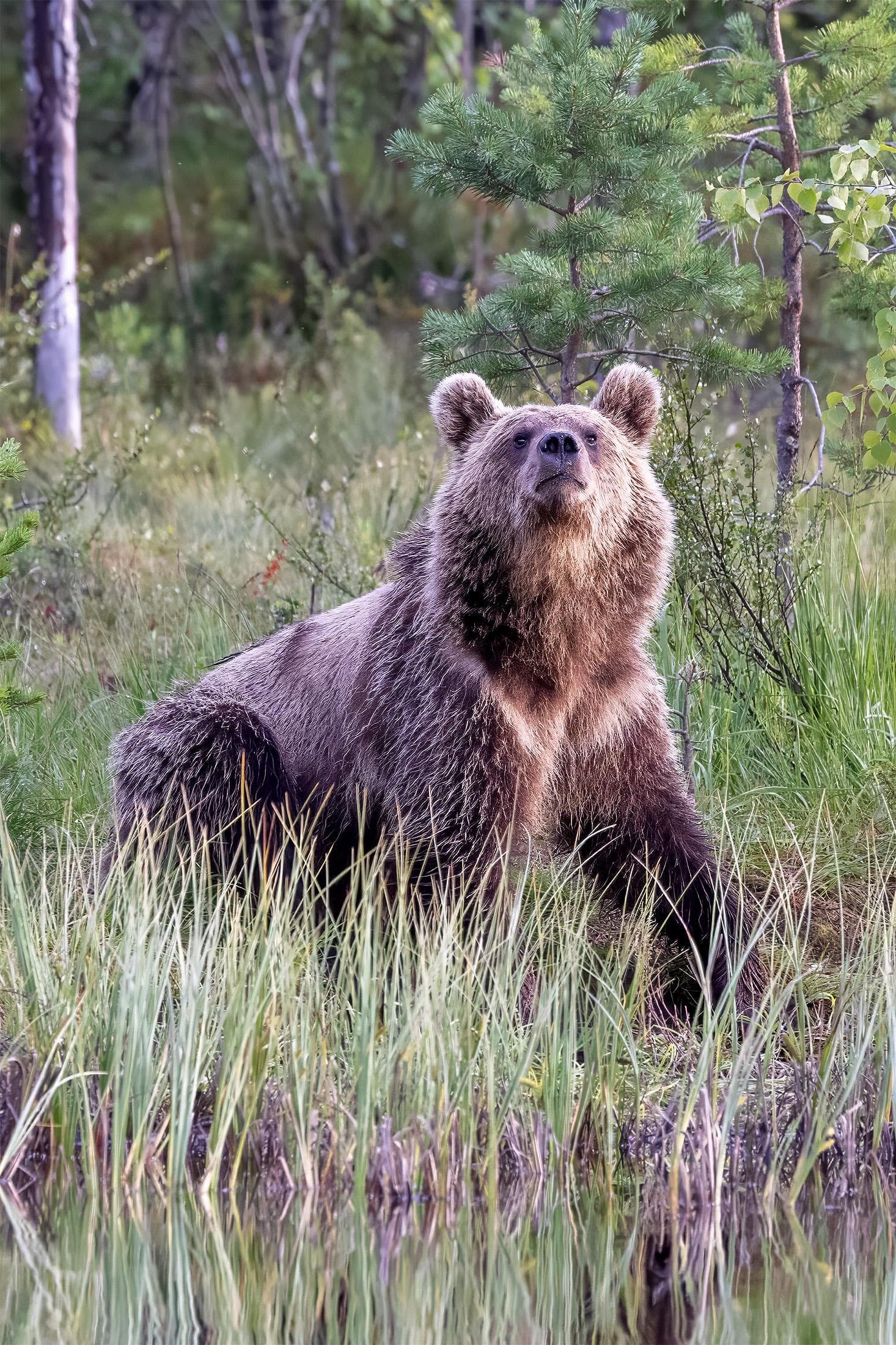 Bears and wolves in classic Finnish lands — 9