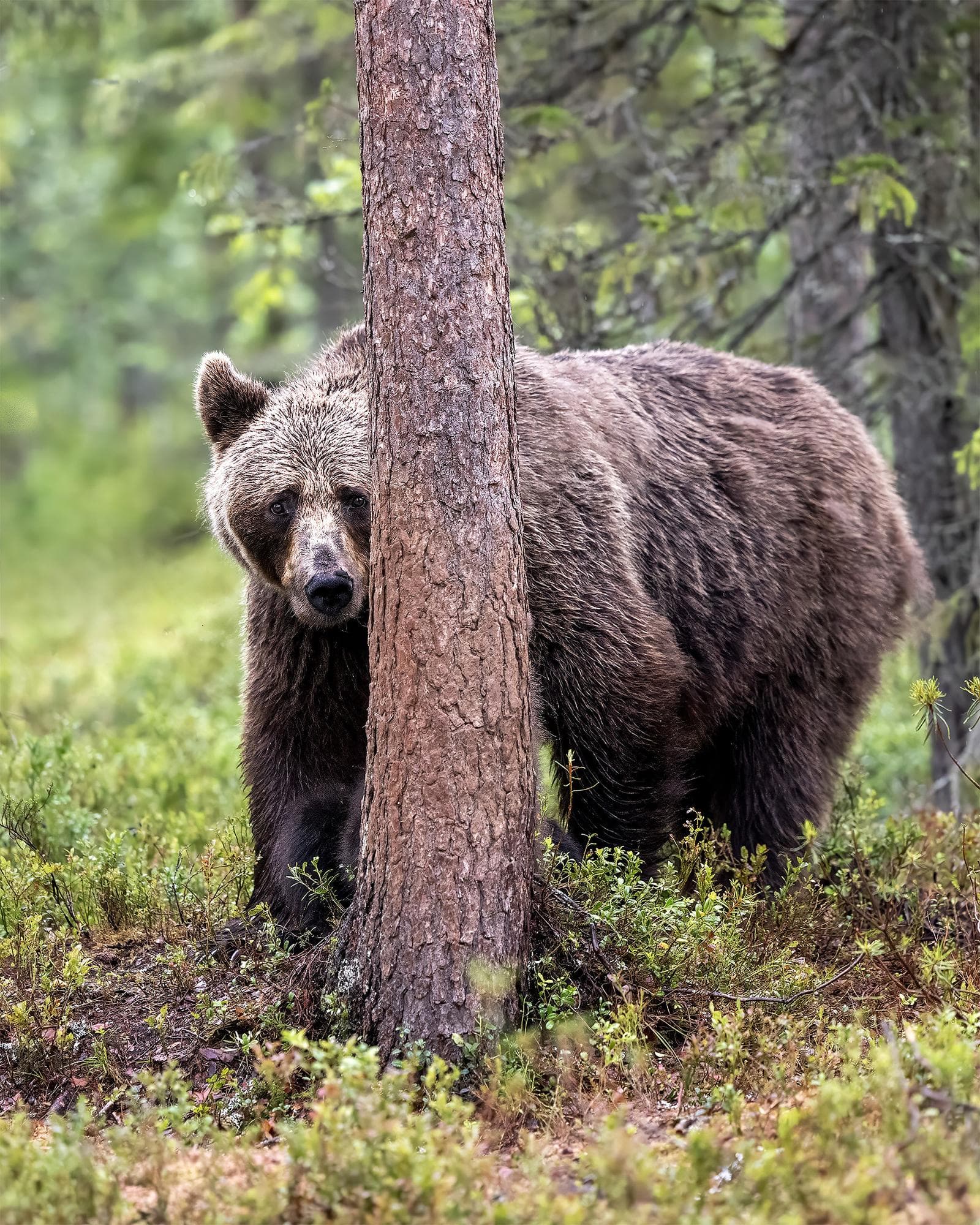 Bears and wolves in classic Finnish lands — 10