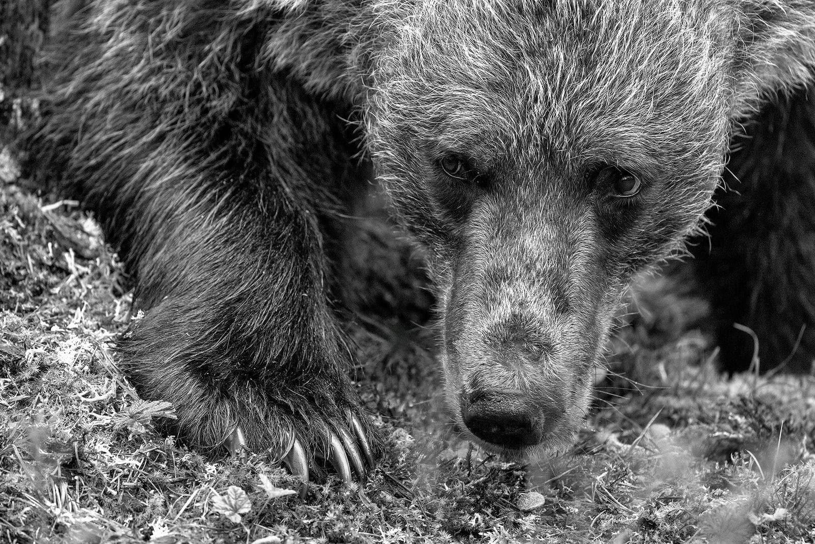 Bears and wolves in classic Finnish lands — 11