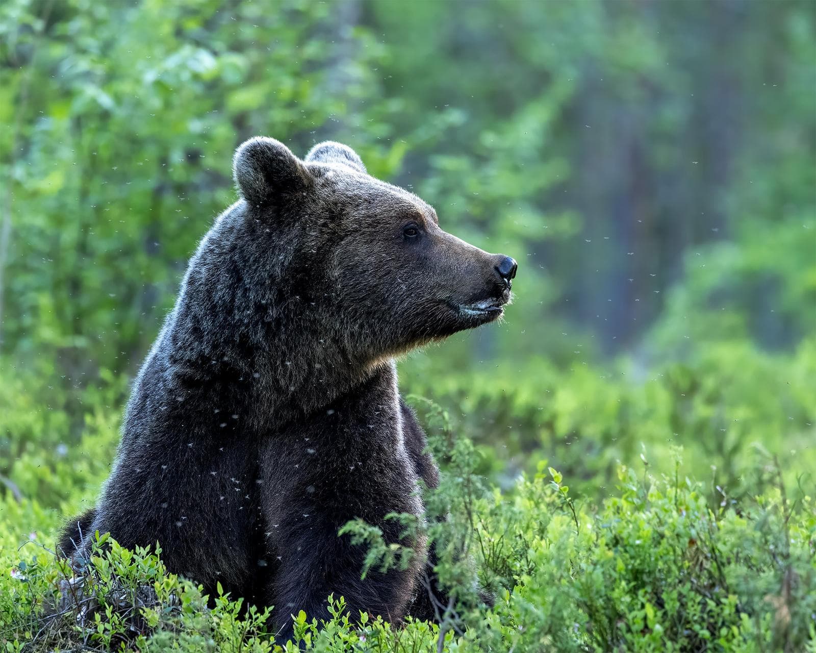 Bears and wolves in classic Finnish lands — 12
