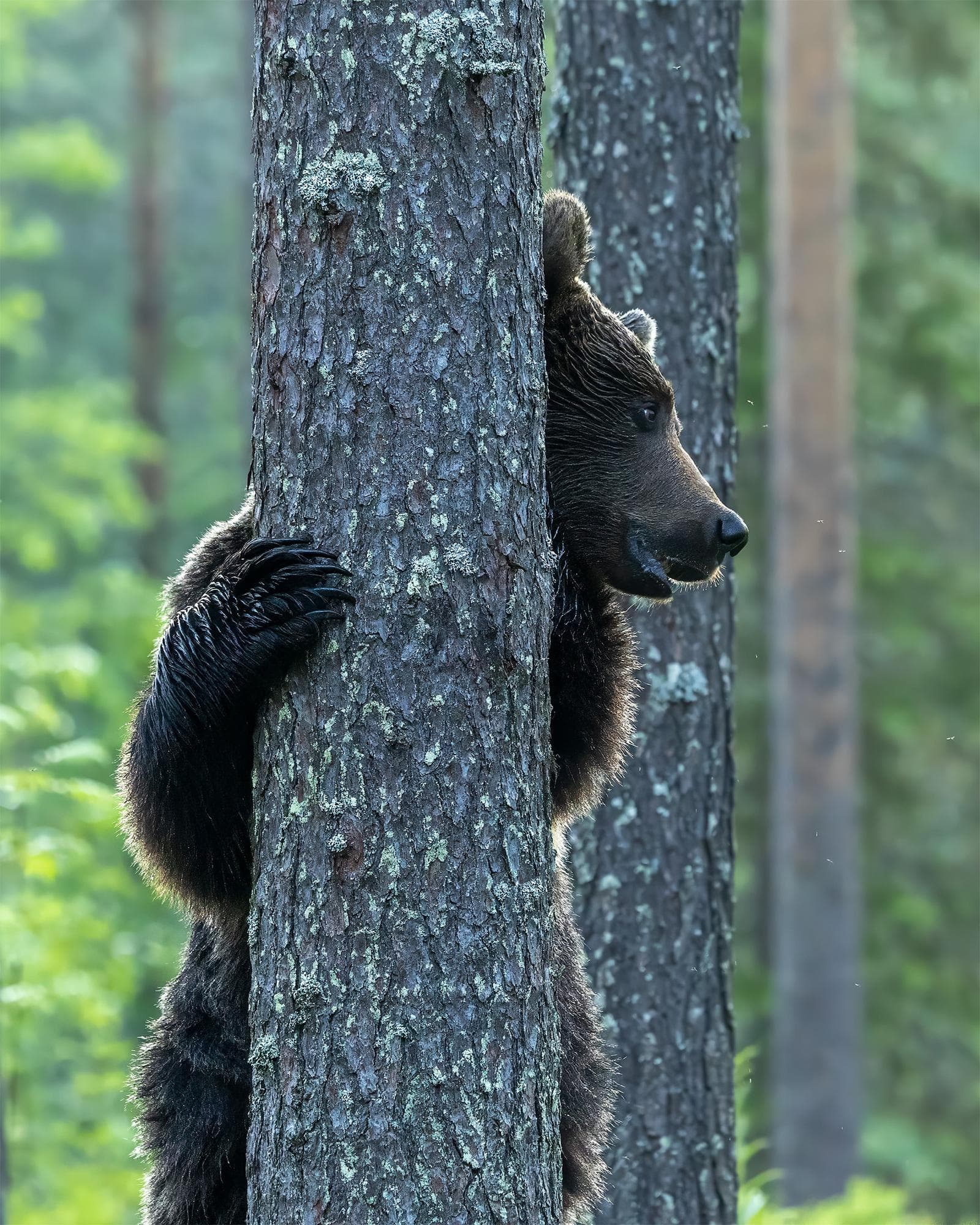 Bears and wolves in classic Finnish lands — 13