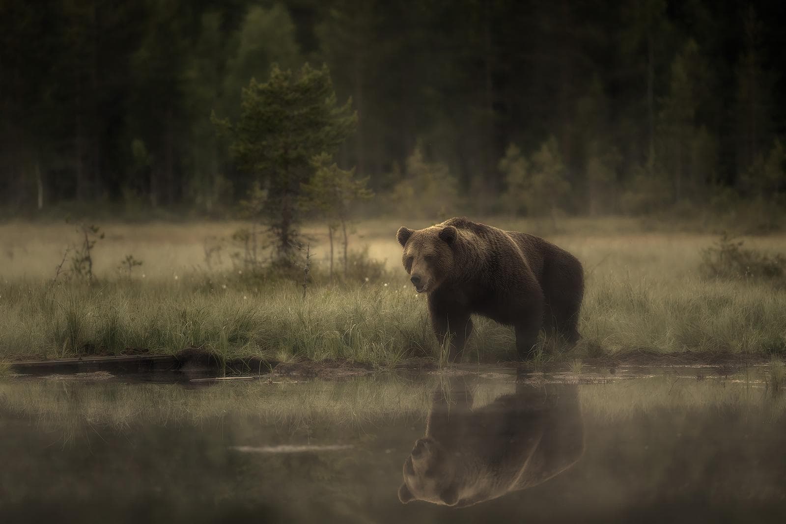 Bears and wolves in classic Finnish lands — 14