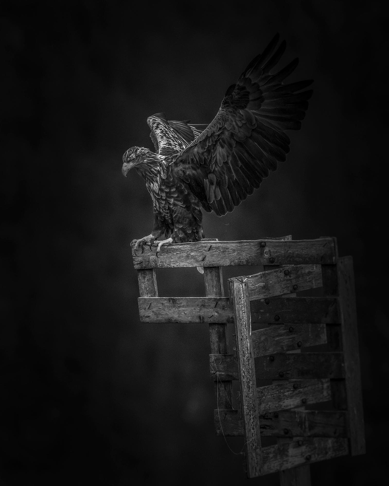 Winter in the Eagle Kingdom — 19