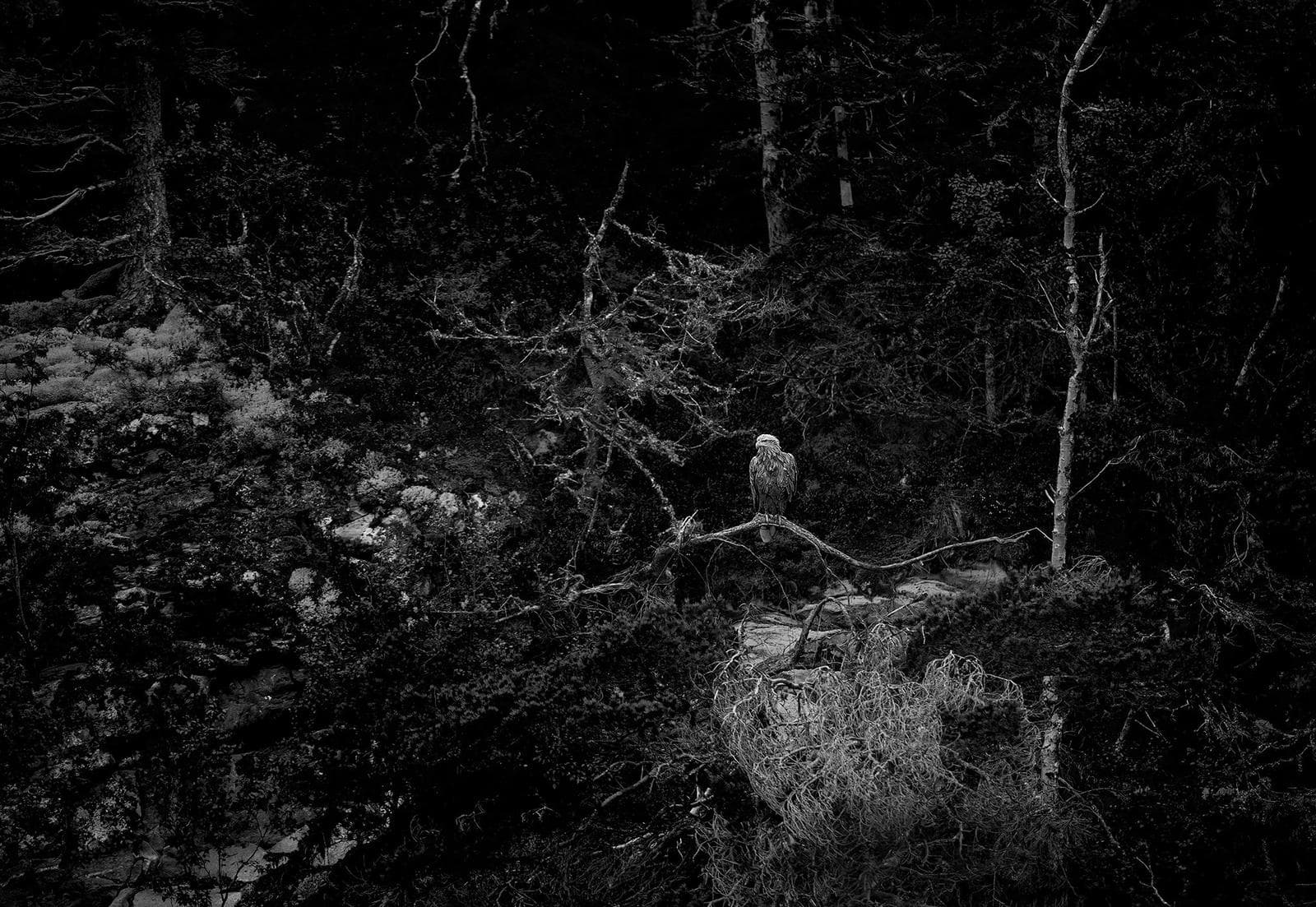 Winter in the Eagle Kingdom — 20