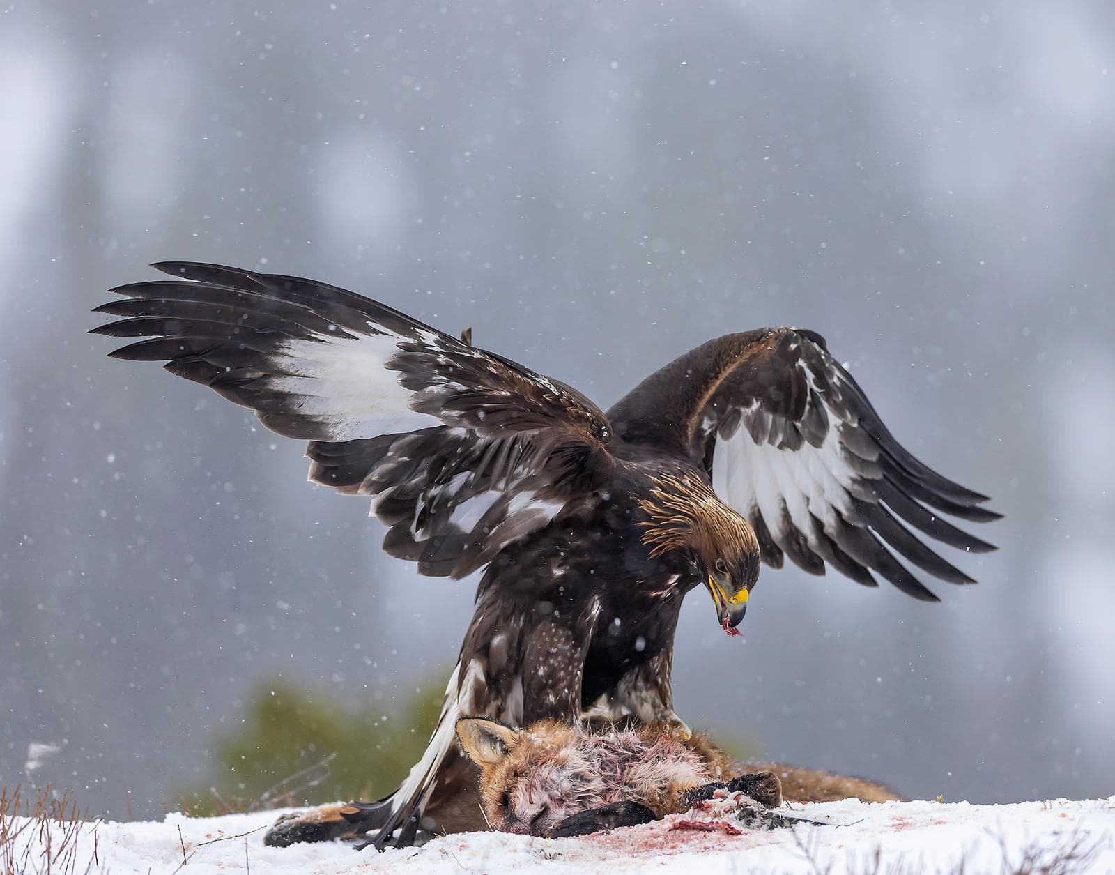 Winter in the Eagle Kingdom — 17