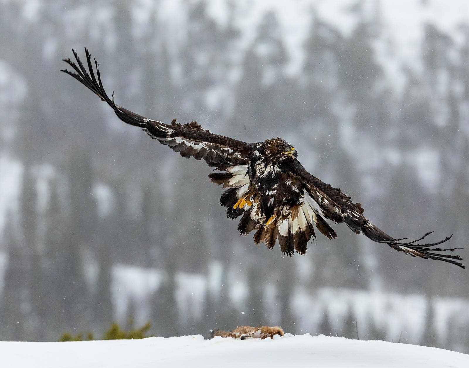 Winter in the Eagle Kingdom — 18