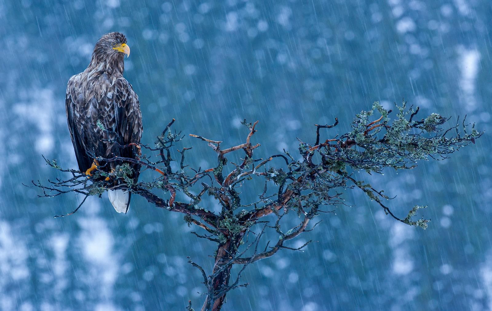 Winter in the Eagle Kingdom — 16