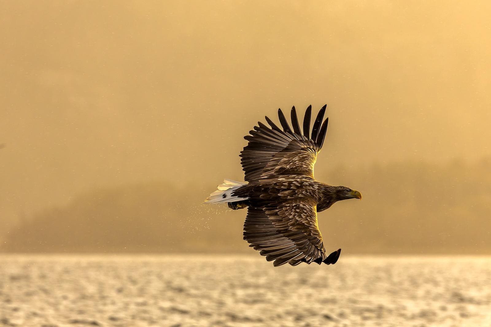 Winter in the Eagle Kingdom — 22