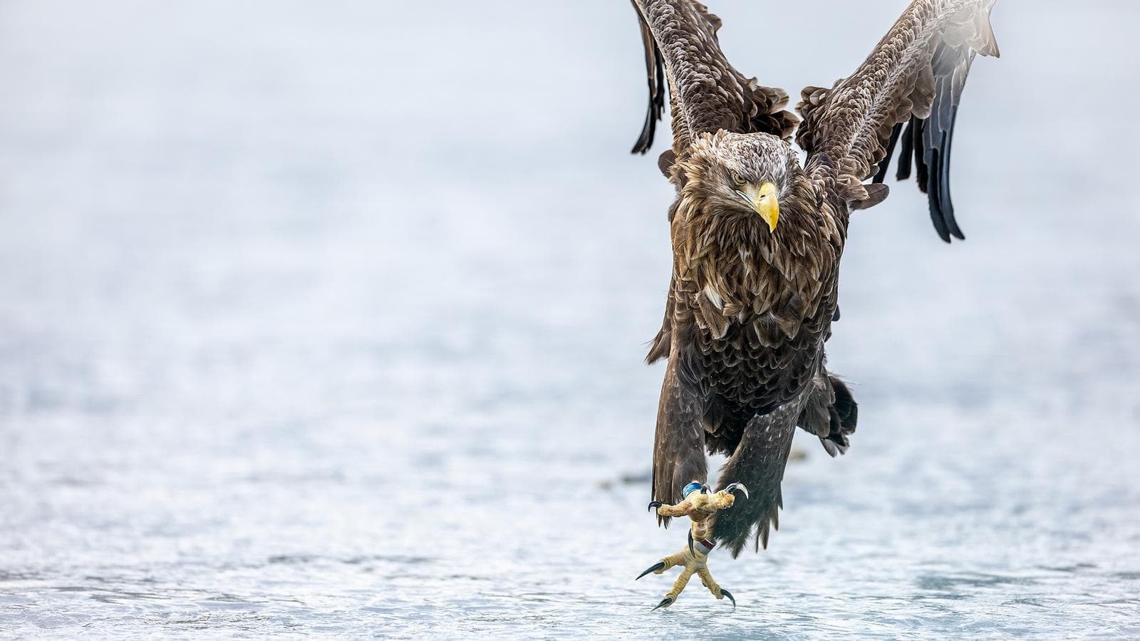 Winter in the Eagle Kingdom — 5