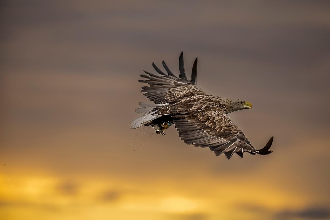 Winter in the Eagle Kingdom — 14