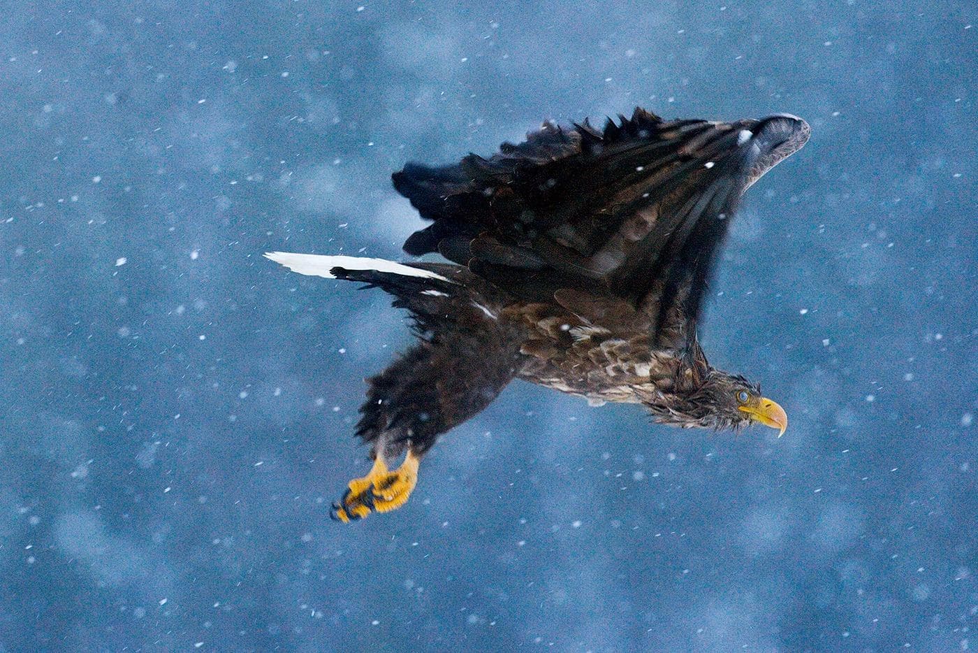 Winter in the Eagle Kingdom — 13