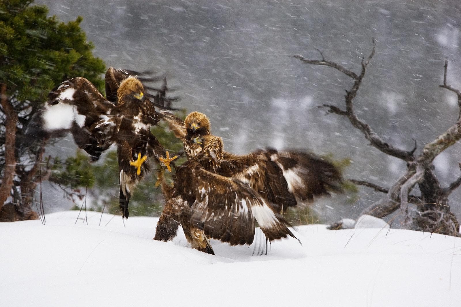 Winter in the Eagle Kingdom — 15