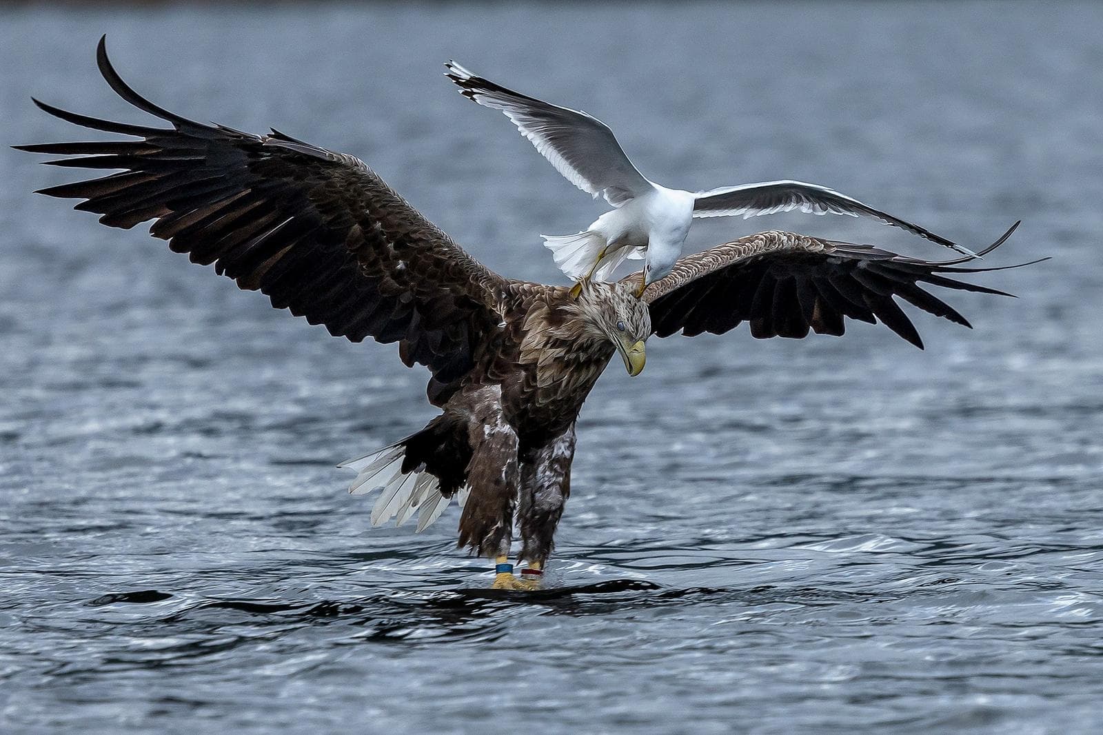 Winter in the Eagle Kingdom — 12