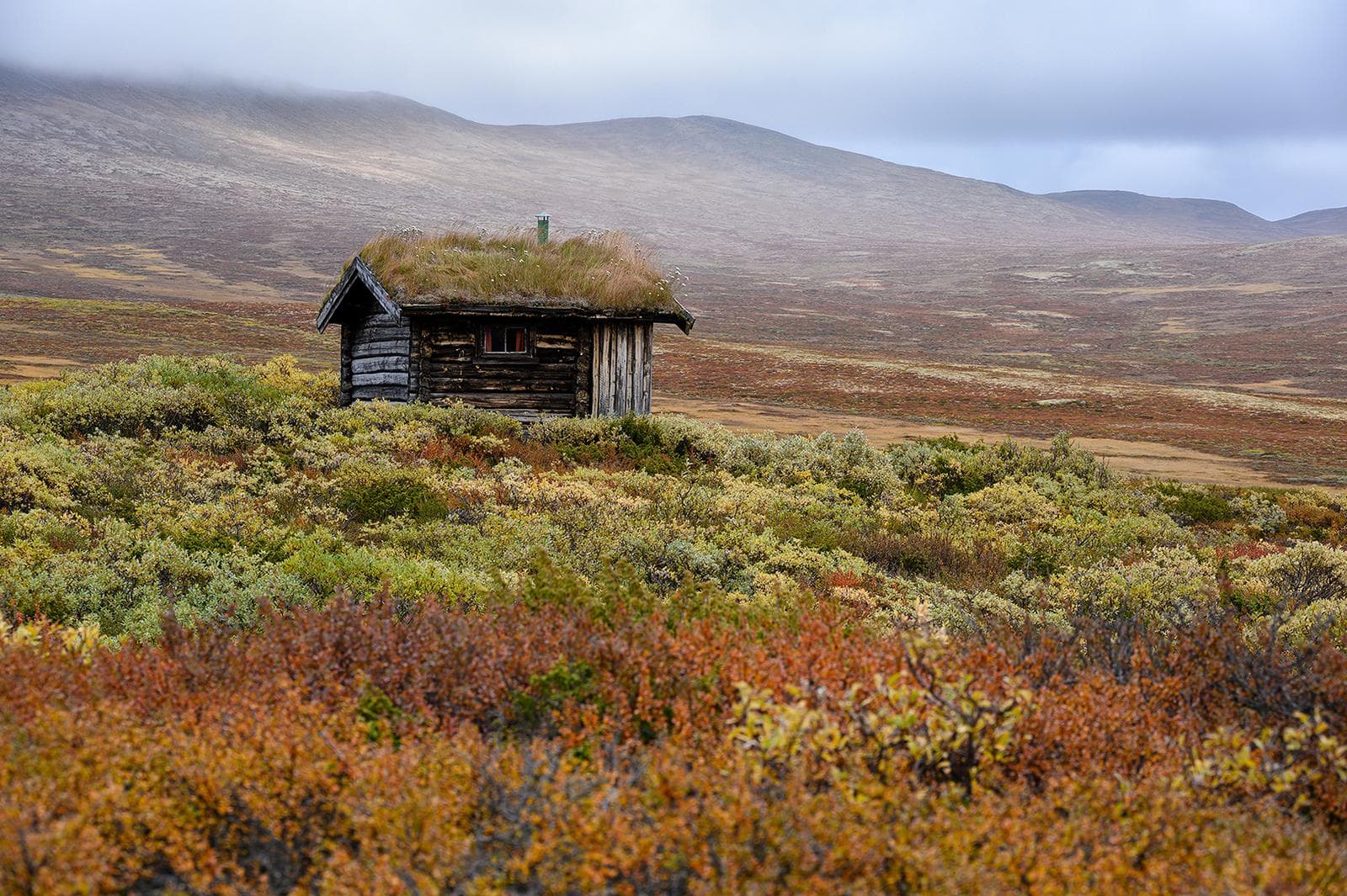 Myskoxar på Dovre i höstfärger 2026 — 18