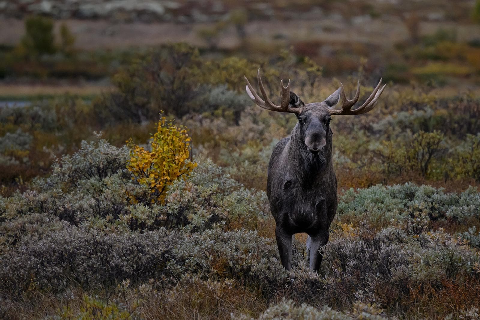 Myskoxar på Dovre i höstfärger 2026 — 10