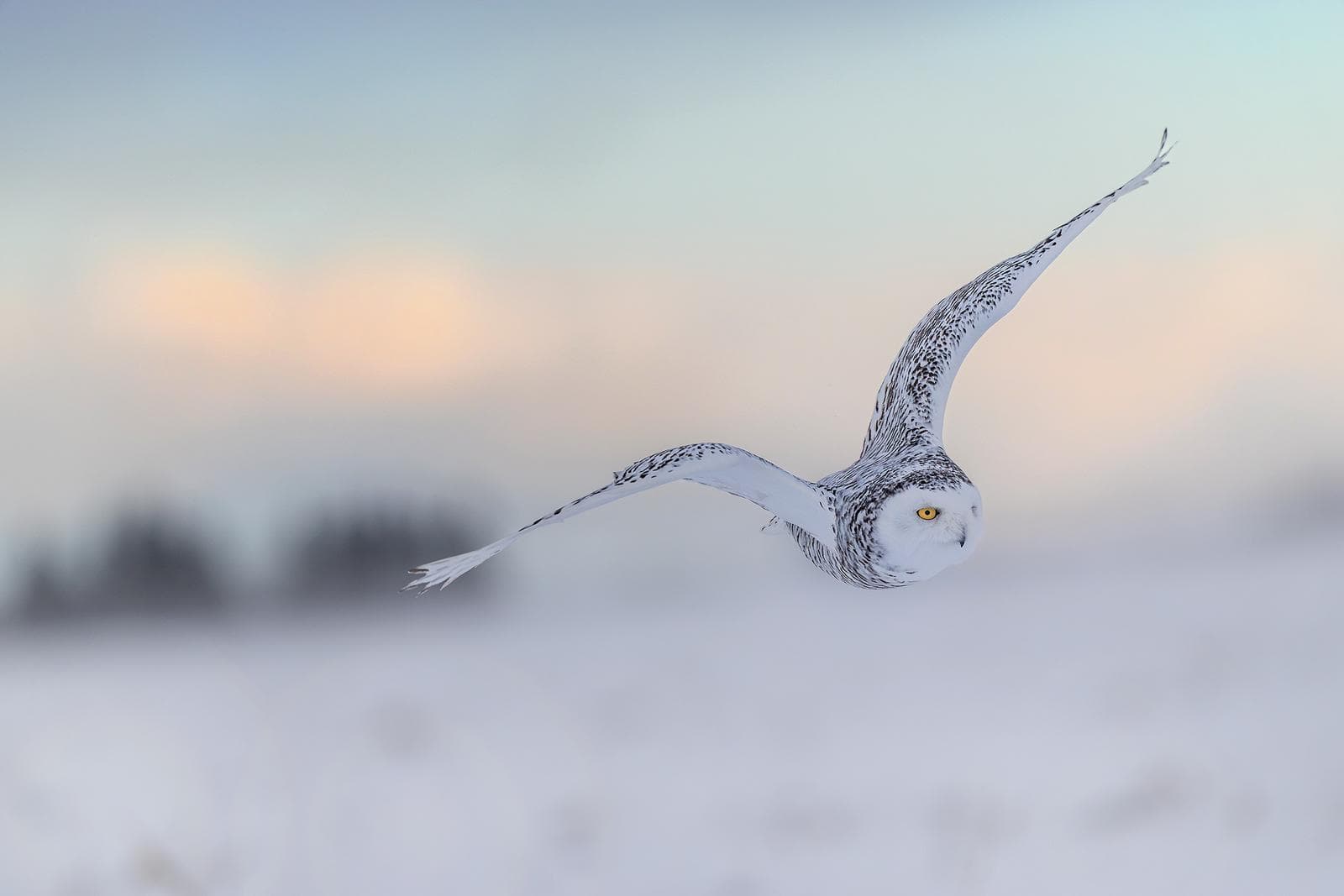Snowy Owls in Canada
