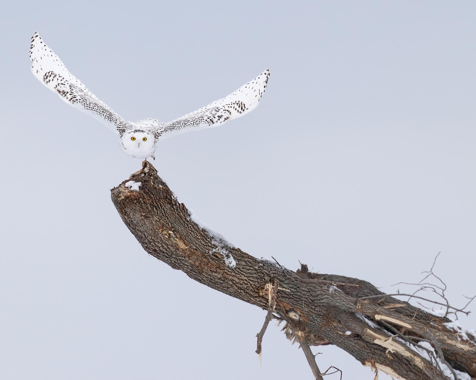 Snowy Owls in Canada — 37