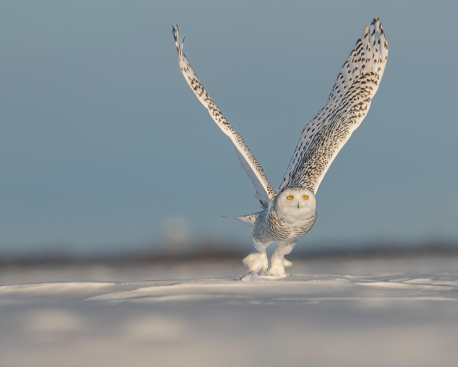 Snowy Owls in Canada — 38