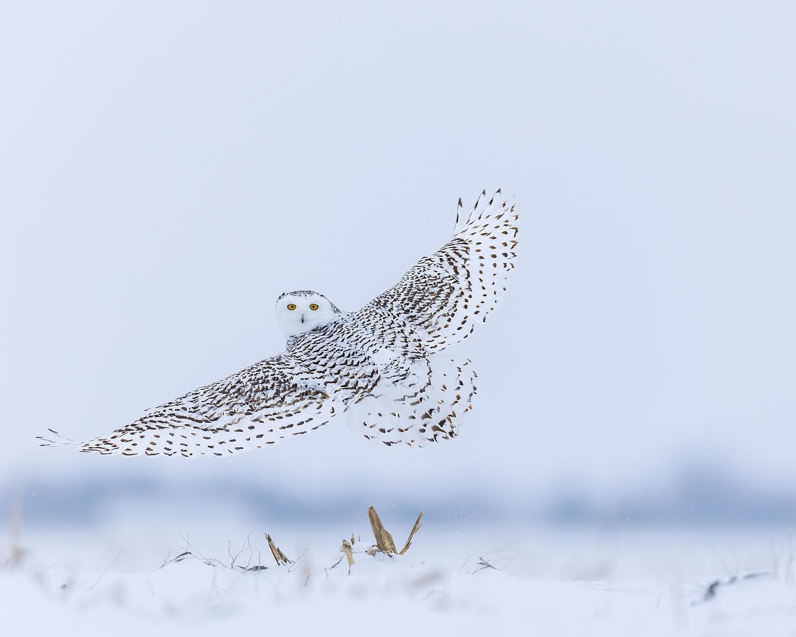 Snowy Owls in Canada — 31