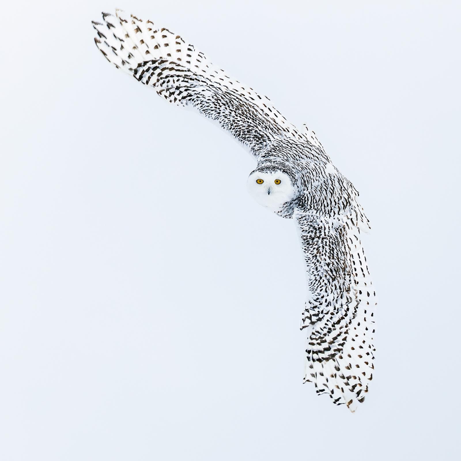 Snowy Owls in Canada — 33