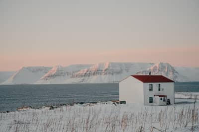 Zorro Ártico Islandia — 4